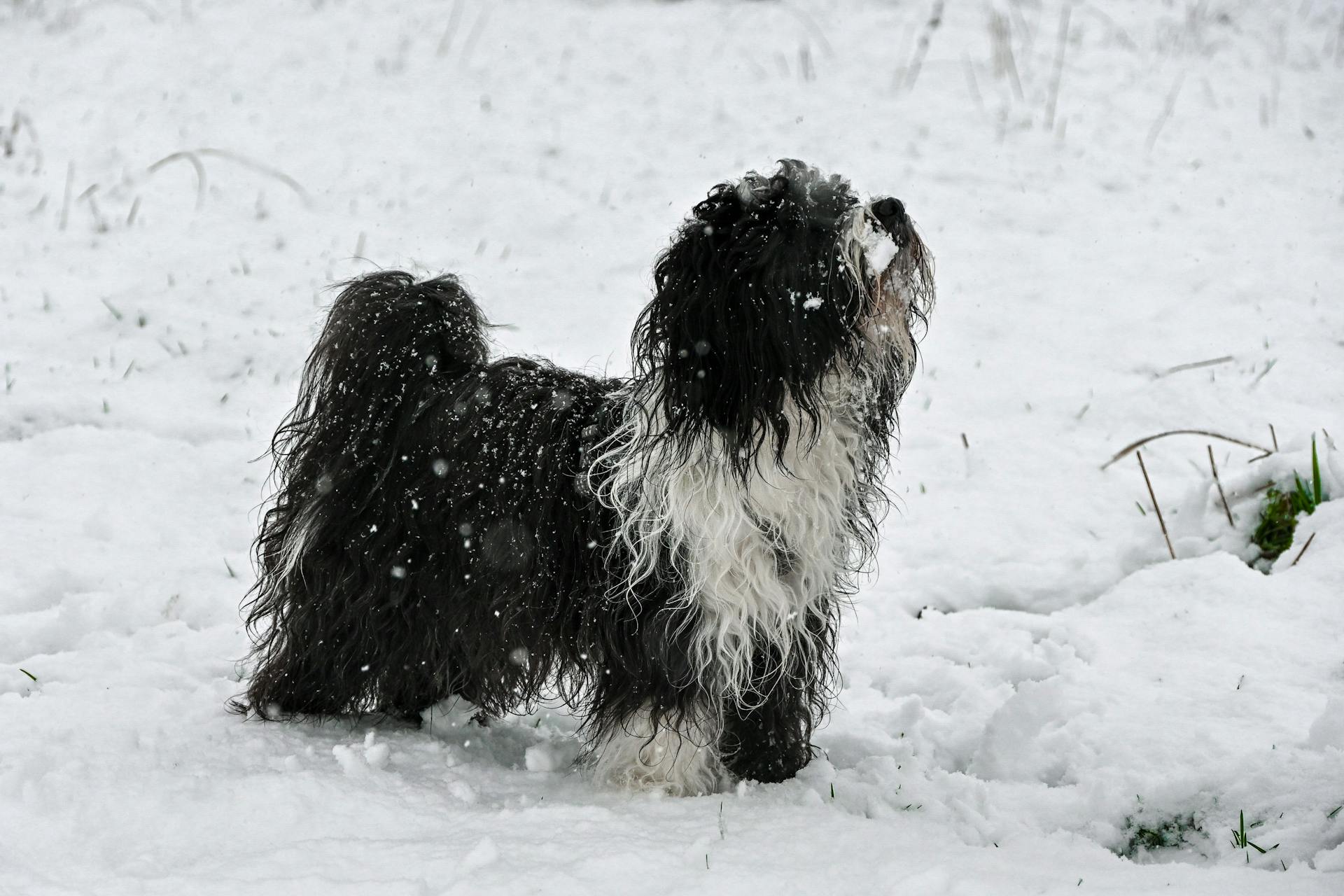 Tibetan Terrier in Snow