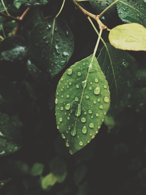 Rocío De Agua De Hoja