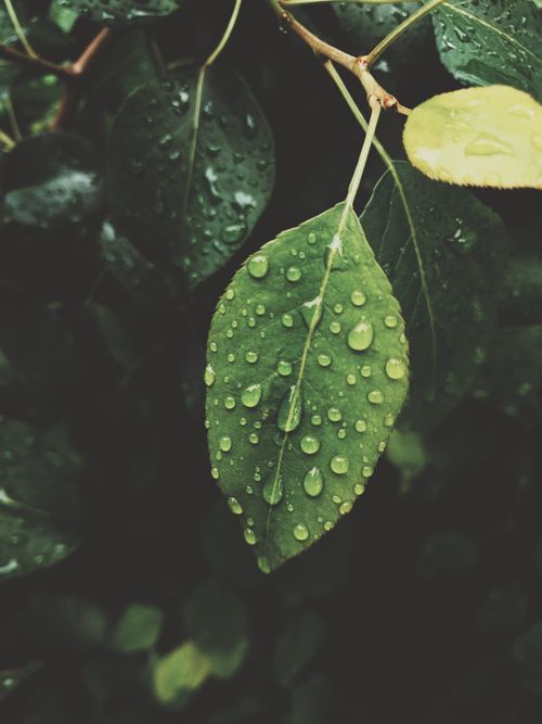 Free Close-up of a green leaf with dewdrops, capturing the freshness of nature, outdoors. Stock Photo