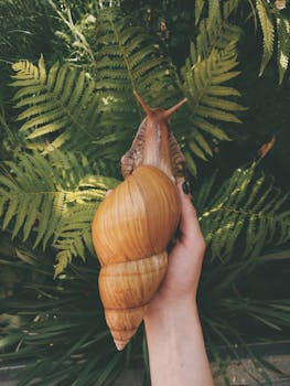 A garden snail being gently held in a hand, with lush ferns in the background on a sunny day.