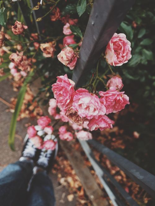 Free Close-up of pink roses along a metal fence with feet in Erfurt, Germany. Stock Photo