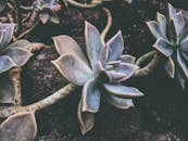 在自然光线下，充满活力的多肉植物展现出其独特的叶子图案