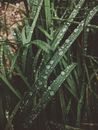 Close-Up Photo of Water Drops on Leaves