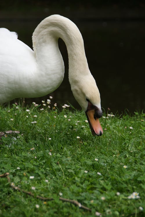 A swan eating grass in a field