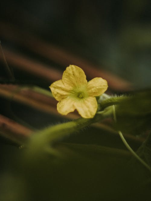 Бесплатное стоковое фото с красивый цветок, цветущий цветок