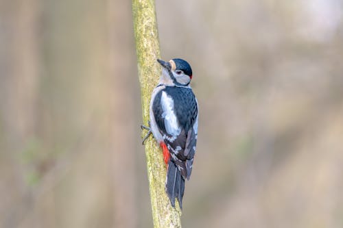 A bird perched on a tree branch in the woods