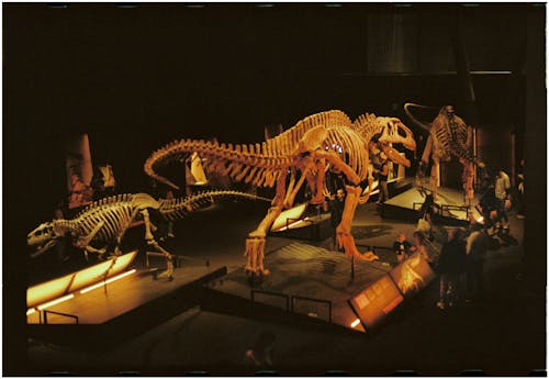 A group of people standing around a dinosaur skeleton