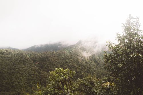 Free Serene misty mountain view surrounded by dense greenery and natural beauty. Stock Photo