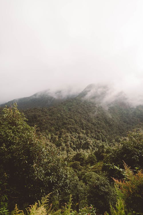 Бесплатное стоковое фото с вид, гора, дерево