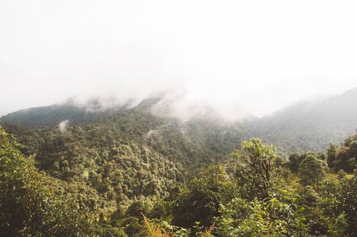 Free Serene landscape of lush green forested hills shrouded in mist and soft morning light. Stock Photo