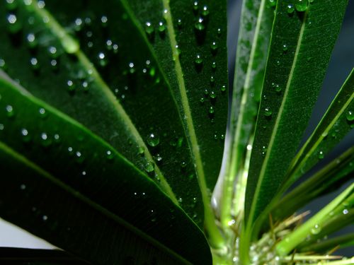 Free Detailed view of green leaves with glistening water droplets highlighting natural patterns. Stock Photo