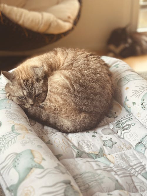 A cat sleeping on a bed with a blanket