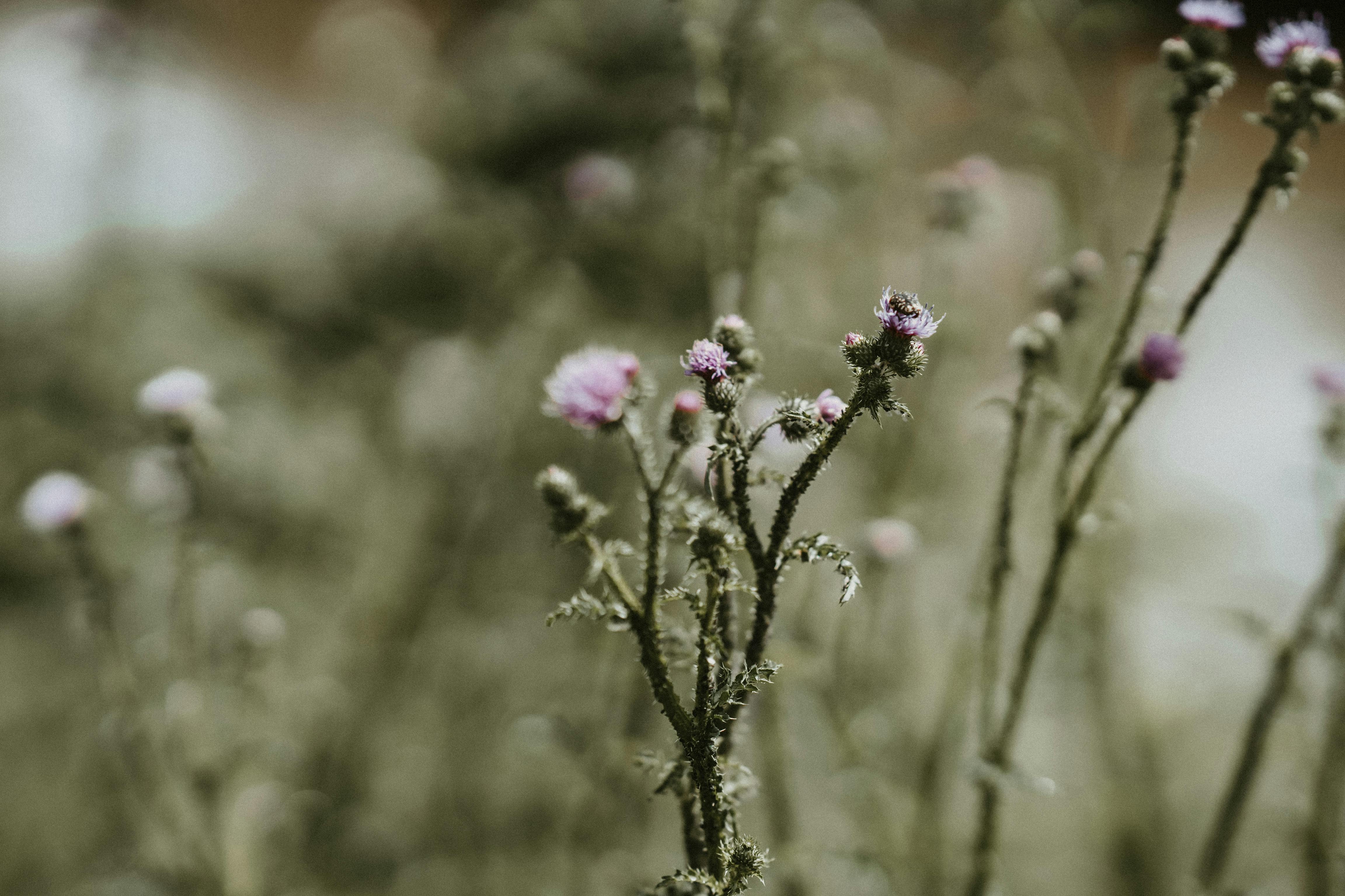 Detailed view of lavender flowers swaying gently in the outdoor breeze.