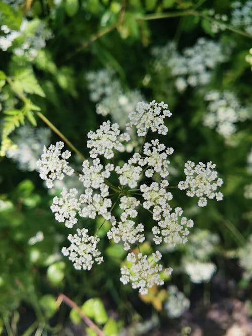 A close up of a white flower with green leaves