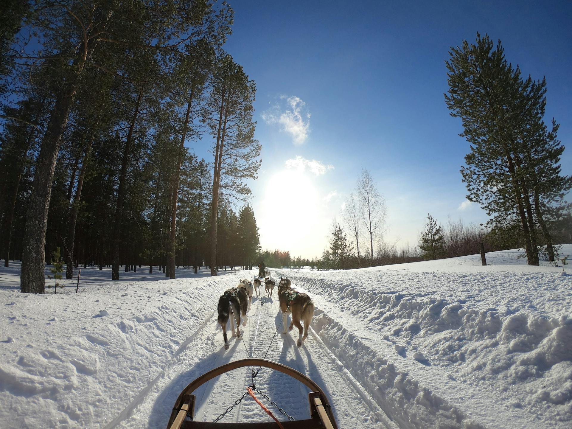 Sled som dras av hundar