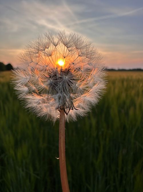 Free Sunset Puff Stock Photo