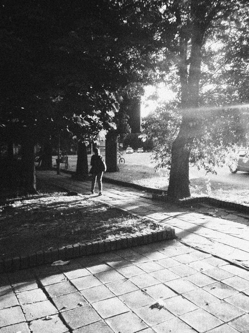 Free A sunlit walkway in a park with trees and a person walking, creating a dramatic black and white scene. Stock Photo