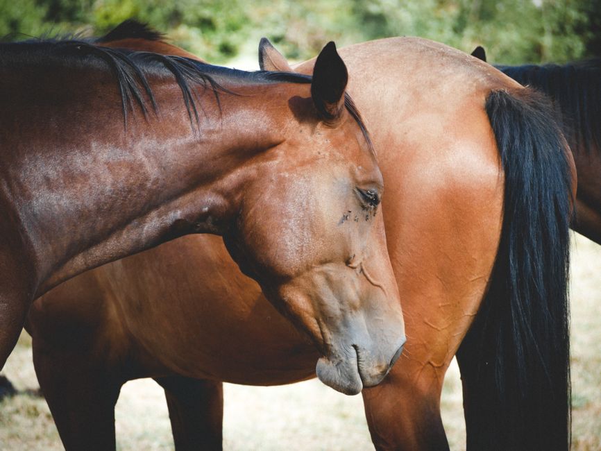 barefoot horse care