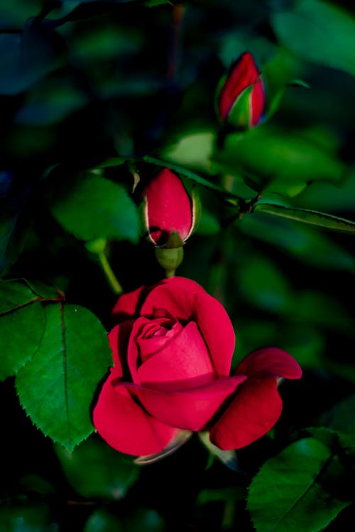 Fotobanka s bezplatnými fotkami na tému červená, jarné kvety, krása v prírode