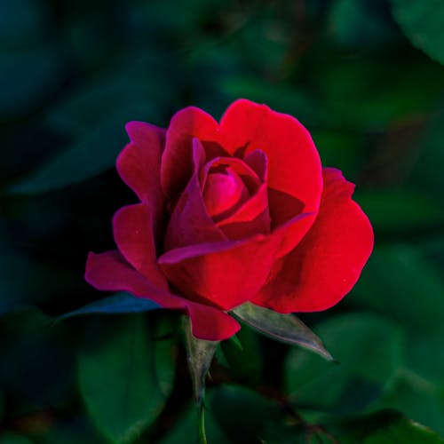 Free stock photo of beauty in nature, red, roses