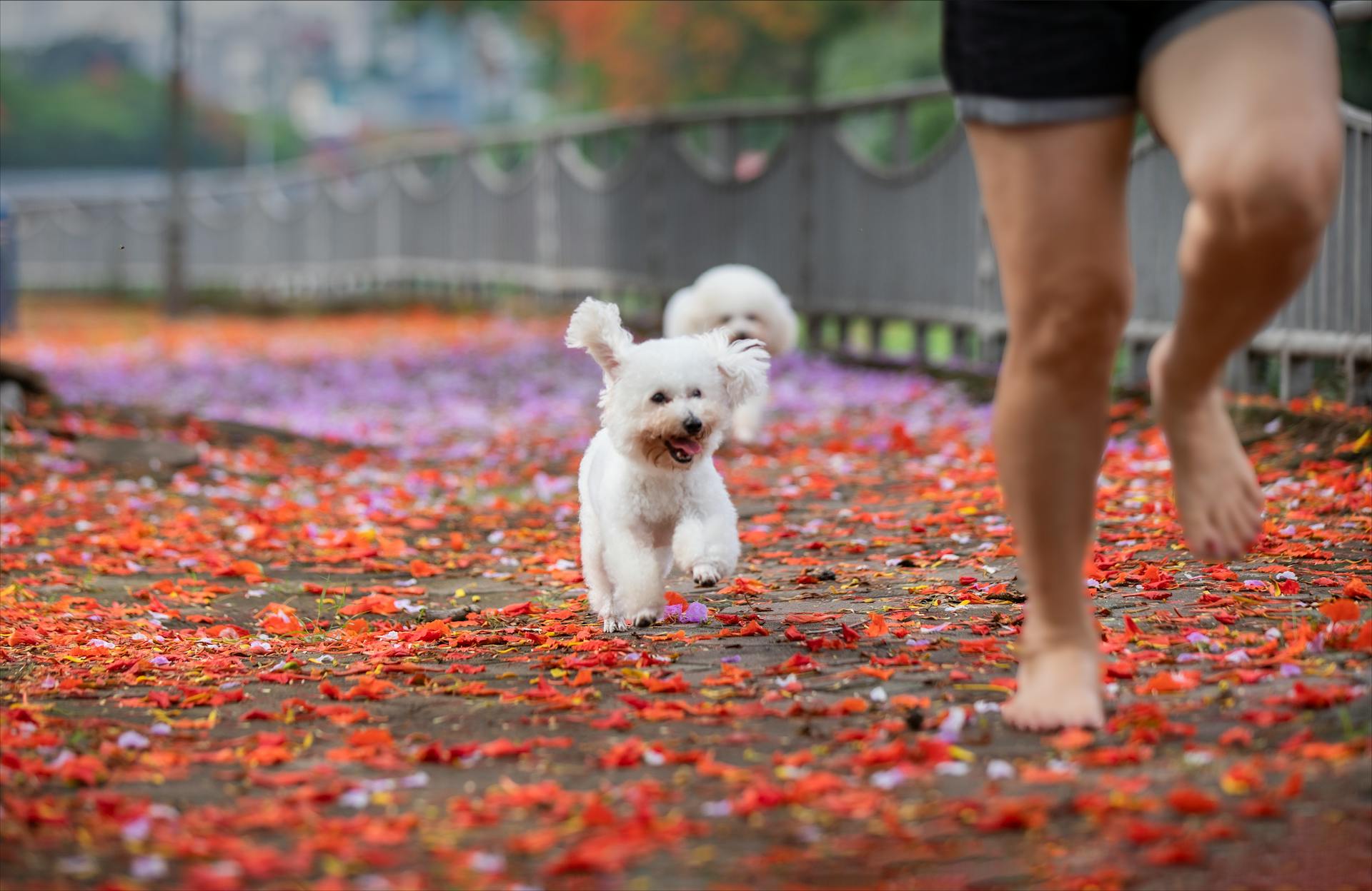 A Person Running with Dogs