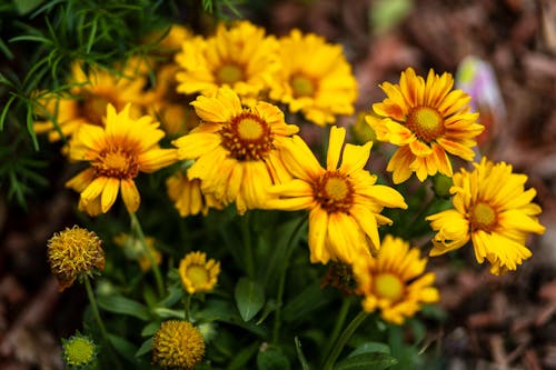 花朵, 金色的花朵 的 免费素材图片