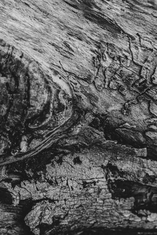 Fotobanka s bezplatnými fotkami na tému čiernobiely, drevo, guľatina stromu