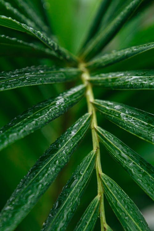 濕, 濕植物, 紋理 的 免費圖庫相片