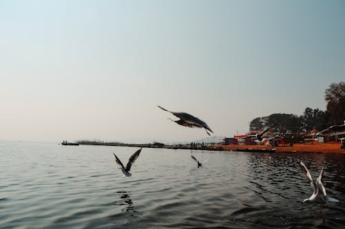 Free stock photo of bird, lake, morning