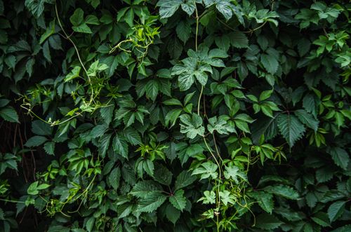 Free Close-up of dense green ivy vines covering an outdoor garden wall, showcasing vibrant leaves. Stock Photo