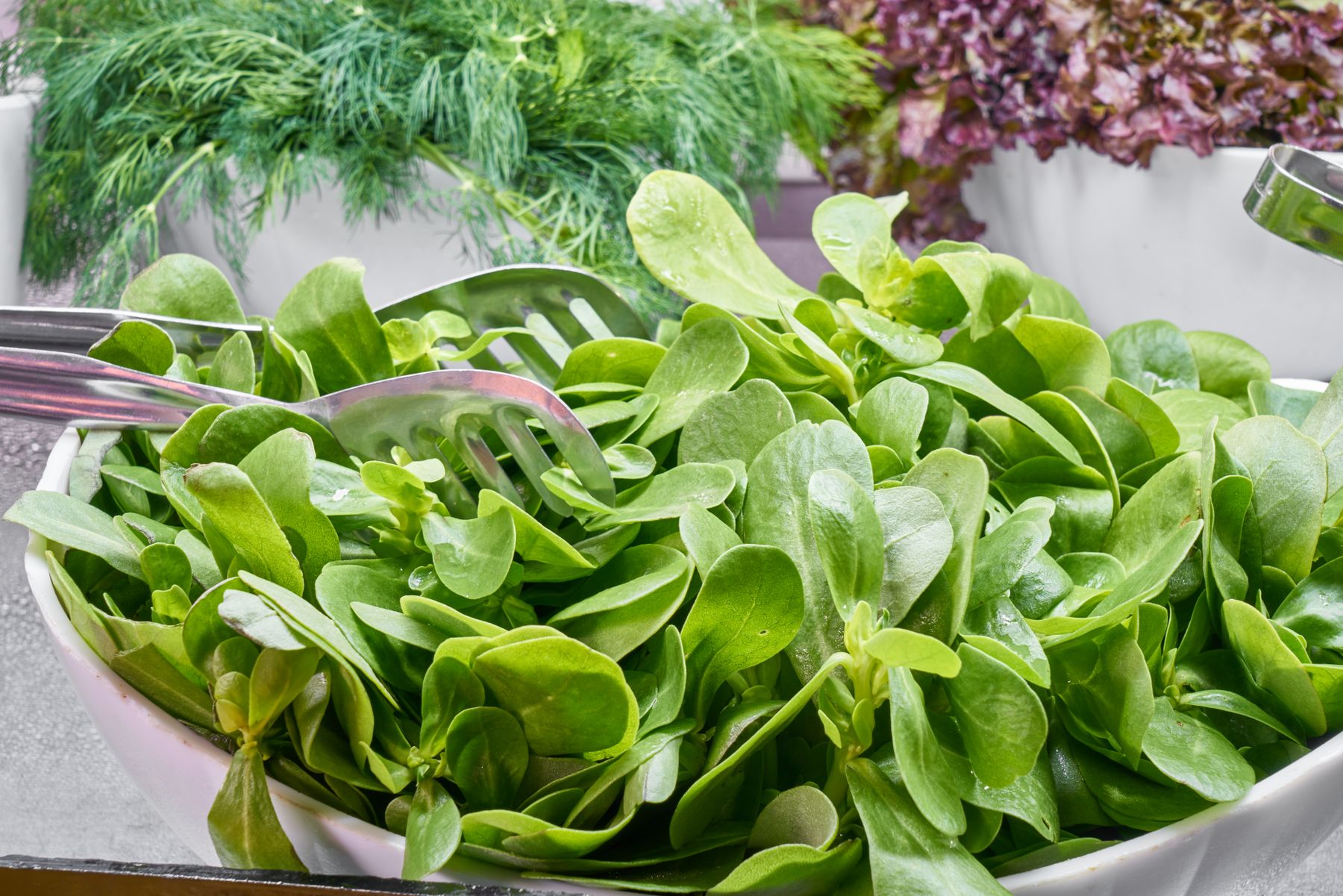 Fresh leafy green salad