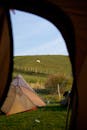 A view of tents in a field with a sheep in the background