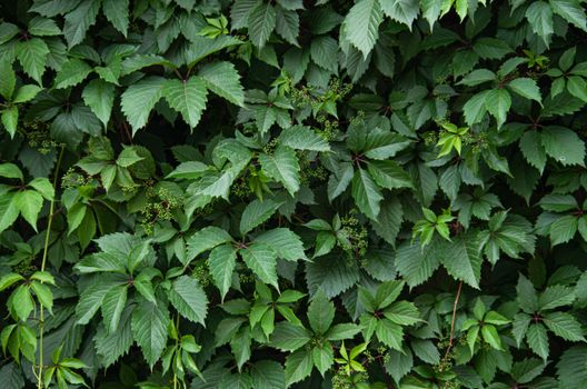 Which Types of Climbing Plants Work Well with Arbors?