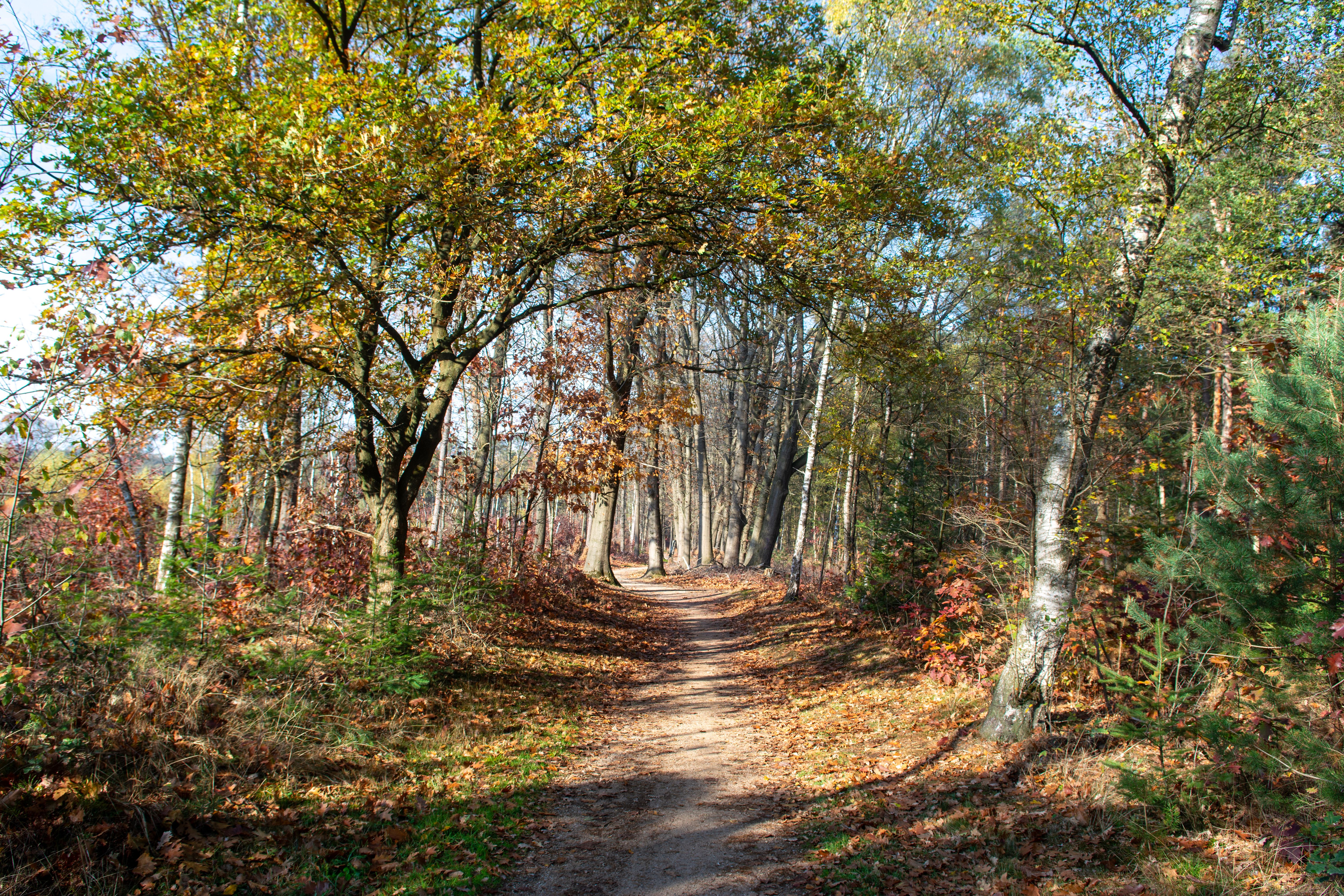 serene autumn forest, dappled sunlight on path