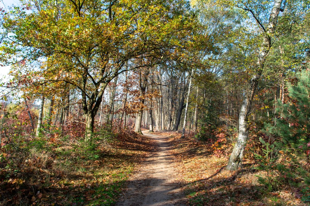 Westall Park Woodland Burial, Redditch, Worcestershire