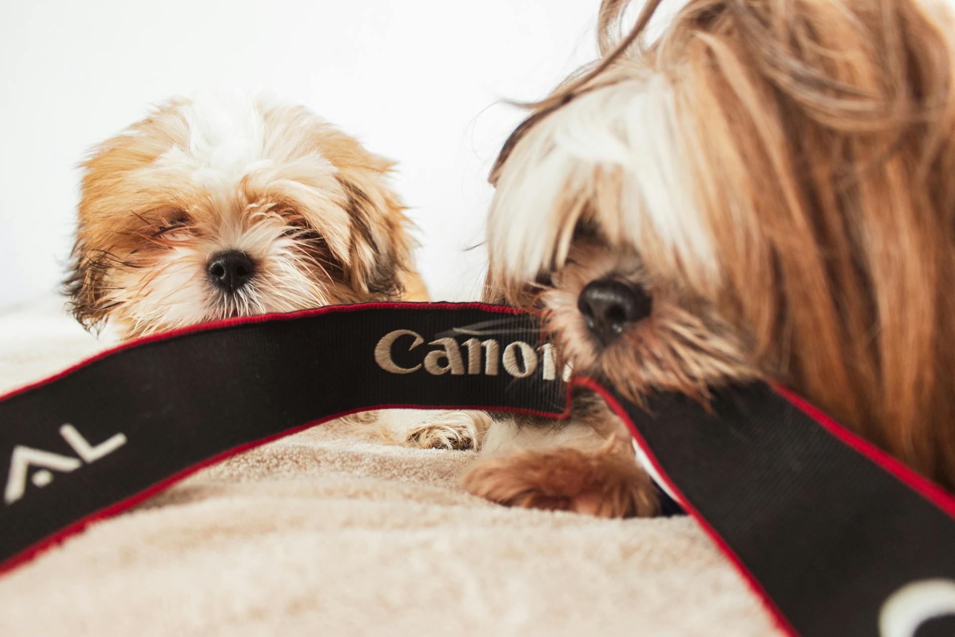 Les chiots mordent la ceinture