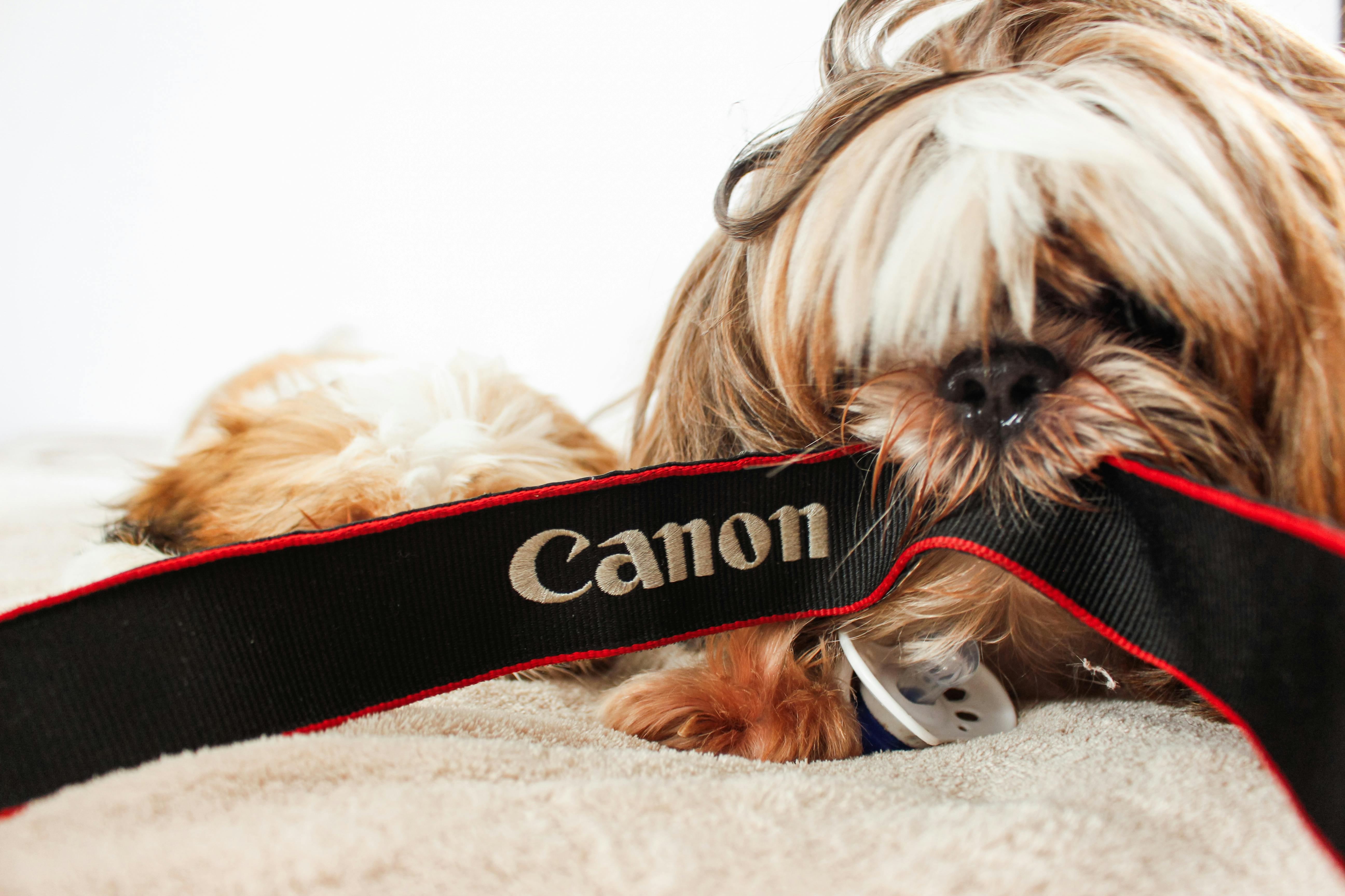 O que um Shih Tzu gosta de fazer?