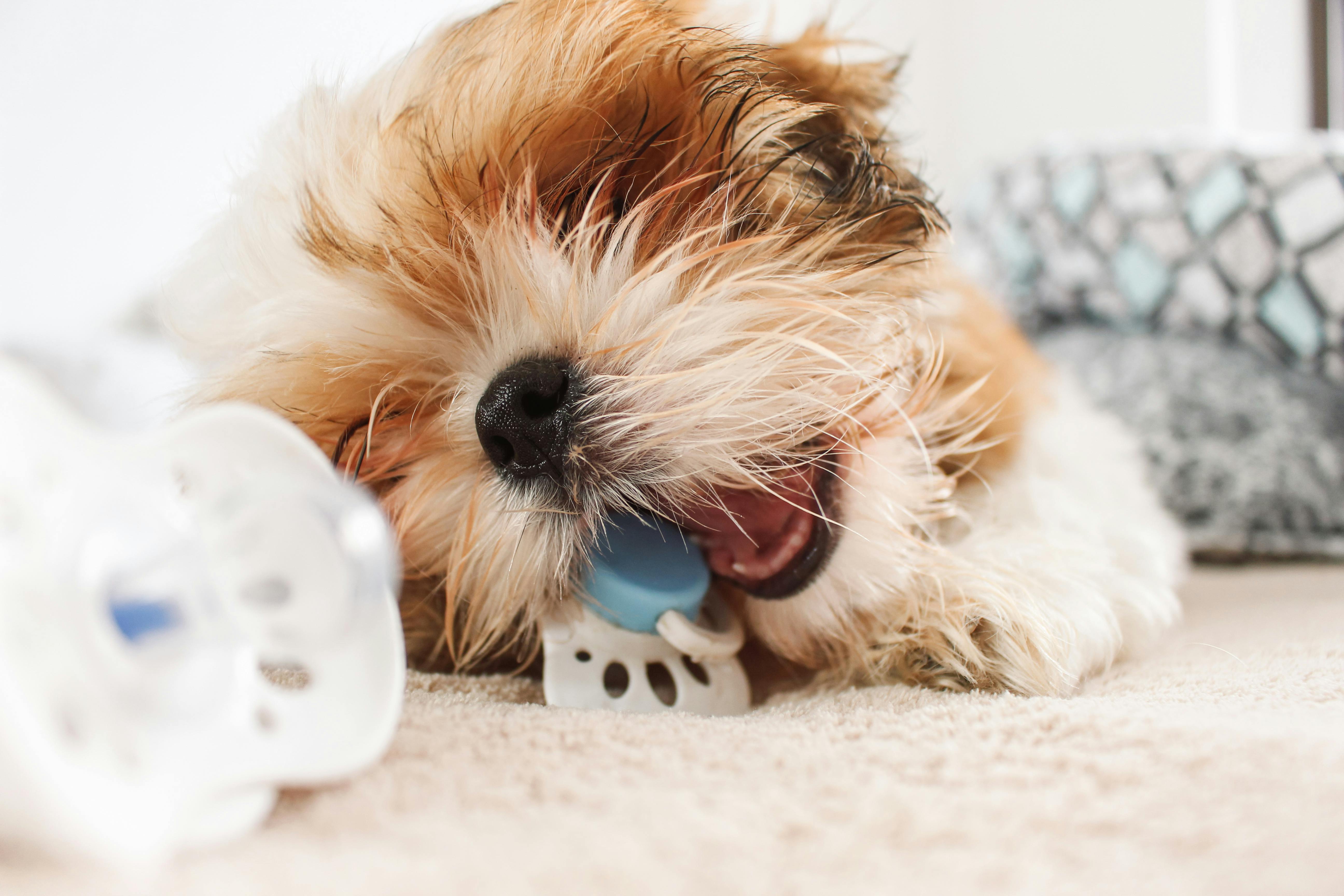 Free Terrier Puppy Playing with Toy Stock Photo