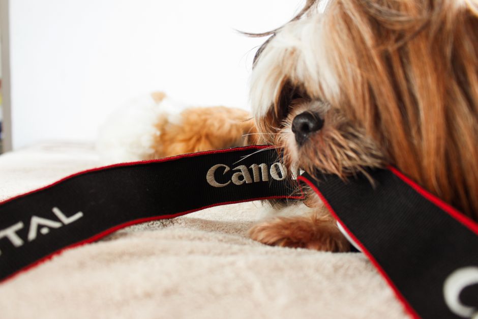 Playful Shih Tzu puppy nibbling on a camera strap indoors in a cozy setting.