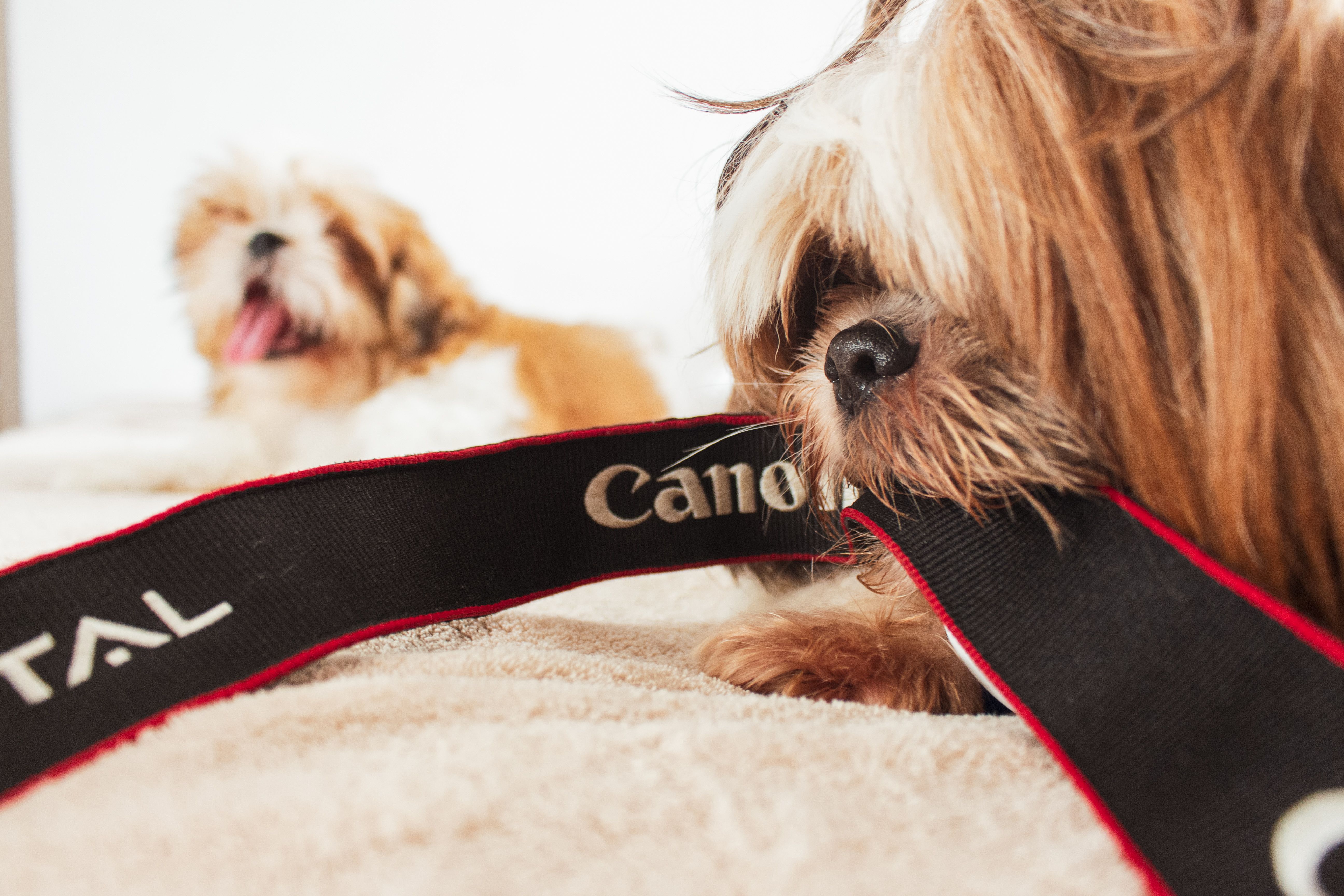 Pet Cameras: Your Furry Friend's Day, Every Day (2026 Guide)
