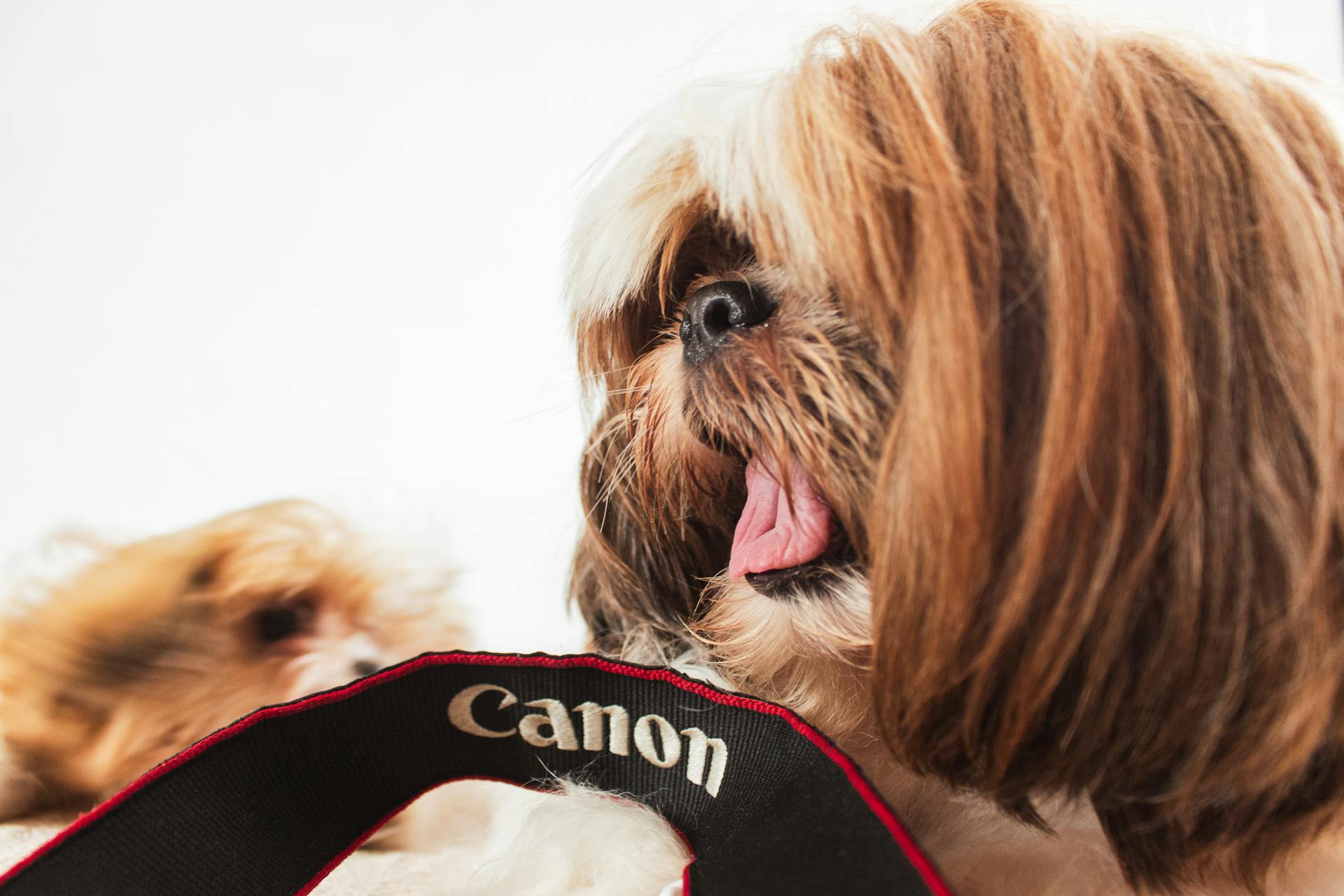 Vue rapprochée d'un chien Shih Tzu assis à côté d'une sangle de caméra Canon