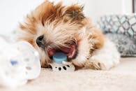 A small dog is chewing on a toy