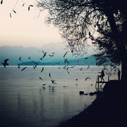 feeding birds by the lake