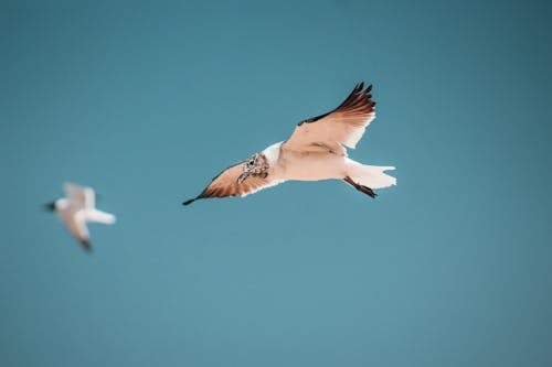 Two seagulls flying in the sky with a blue sky
