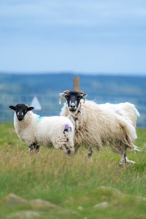 Free Sheep and lamb in scenic Bolton Abbey, England. Picturesque rural landscape. Stock Photo