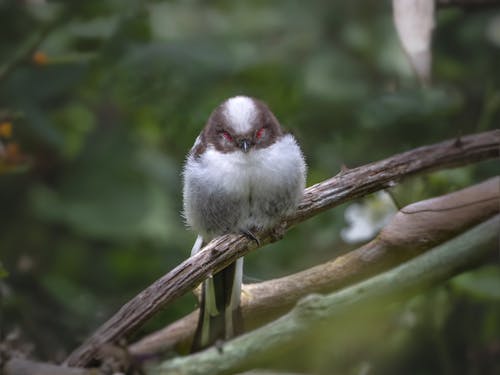 Free stock photo of animal portrait, beauty in nature, bird