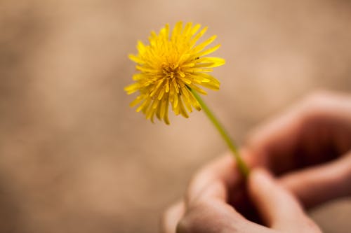 Free Woman Holding Flower Stock Photo