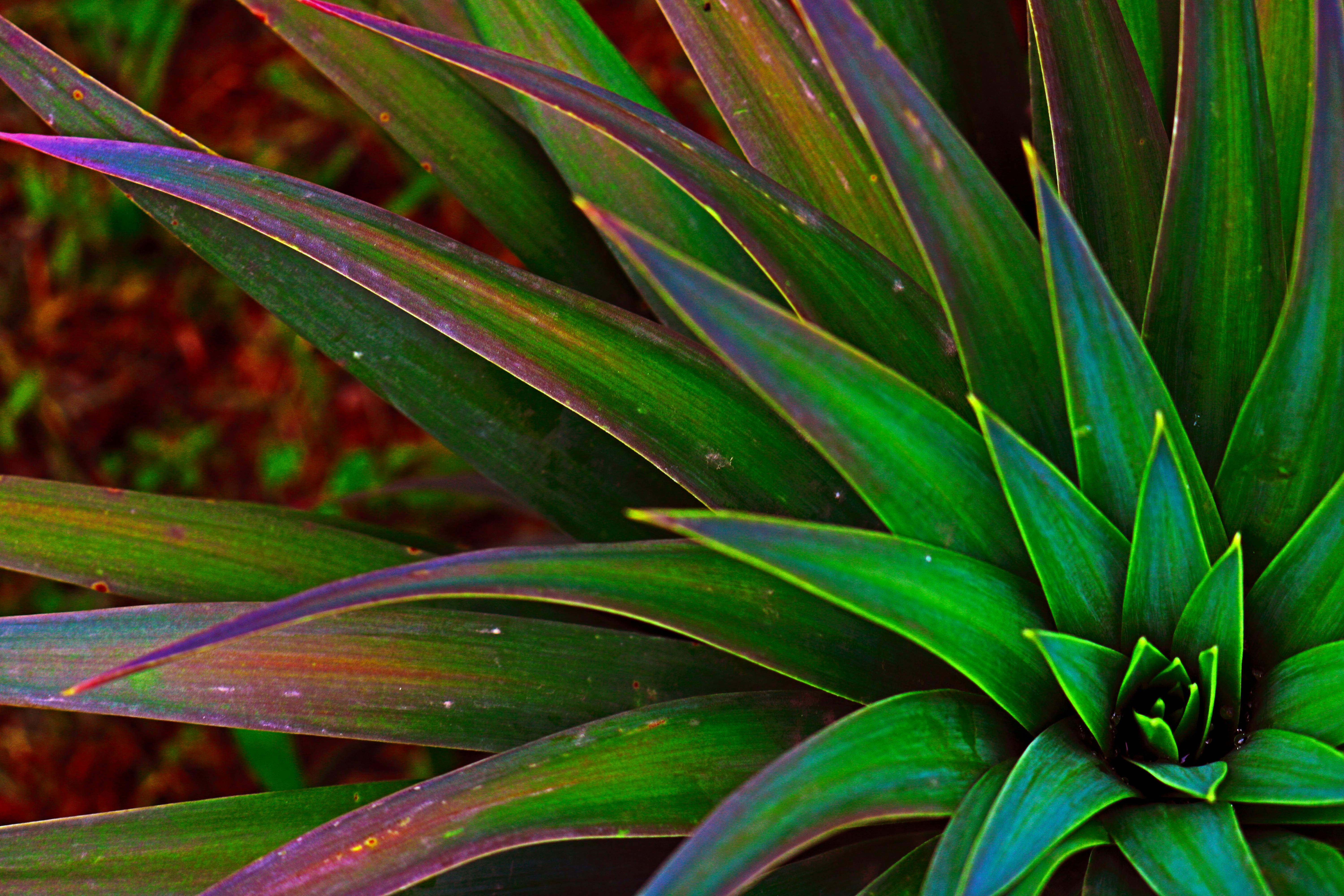 free-stock-photo-of-dark-green-dark-green-plants-forever-green