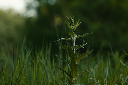 Tall green plant in grass