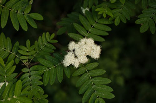 Flower of a rowan tree